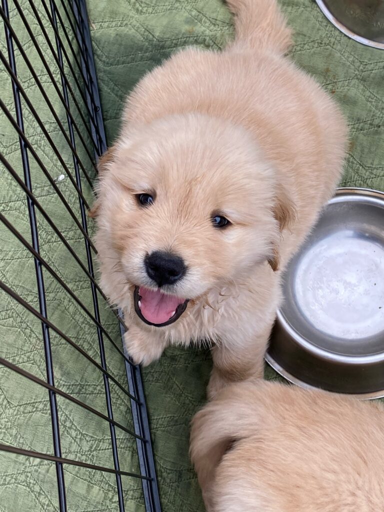 Golden retriever puppy looking up at the camera with a playful, happy smile.