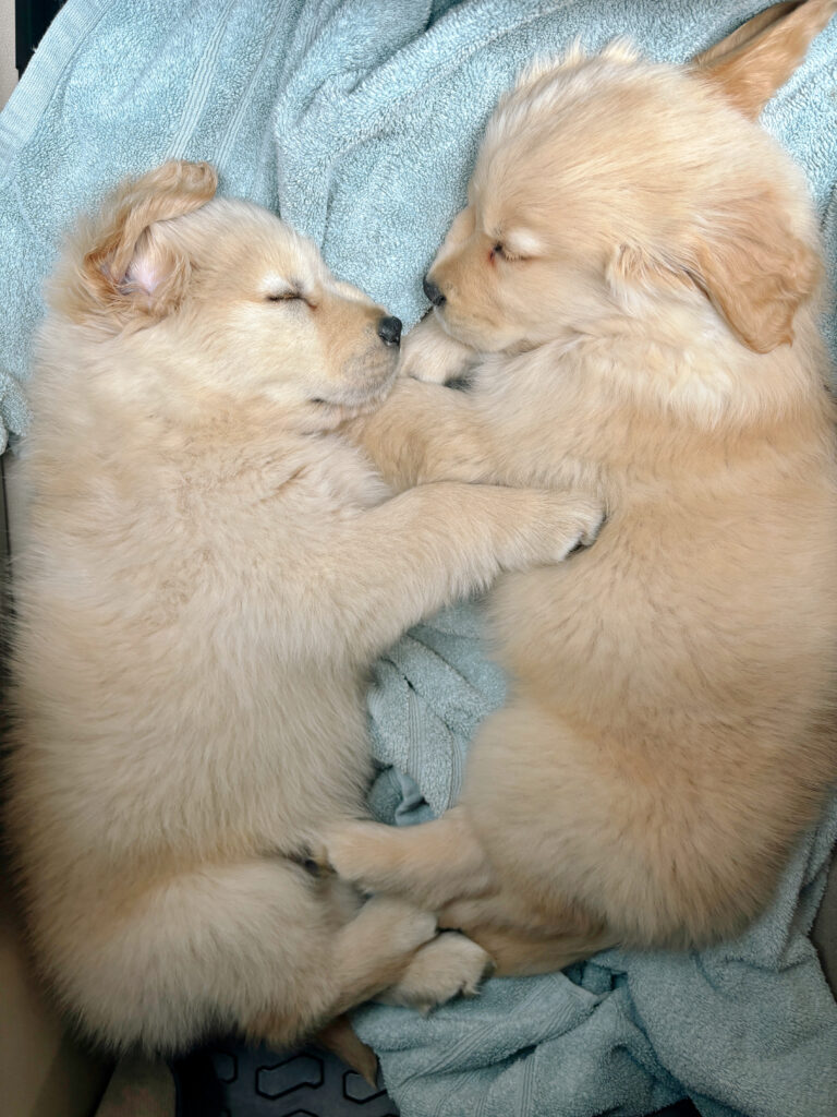 Two golden retriever puppies cuddled together sleeping on the car floor during a road trip.