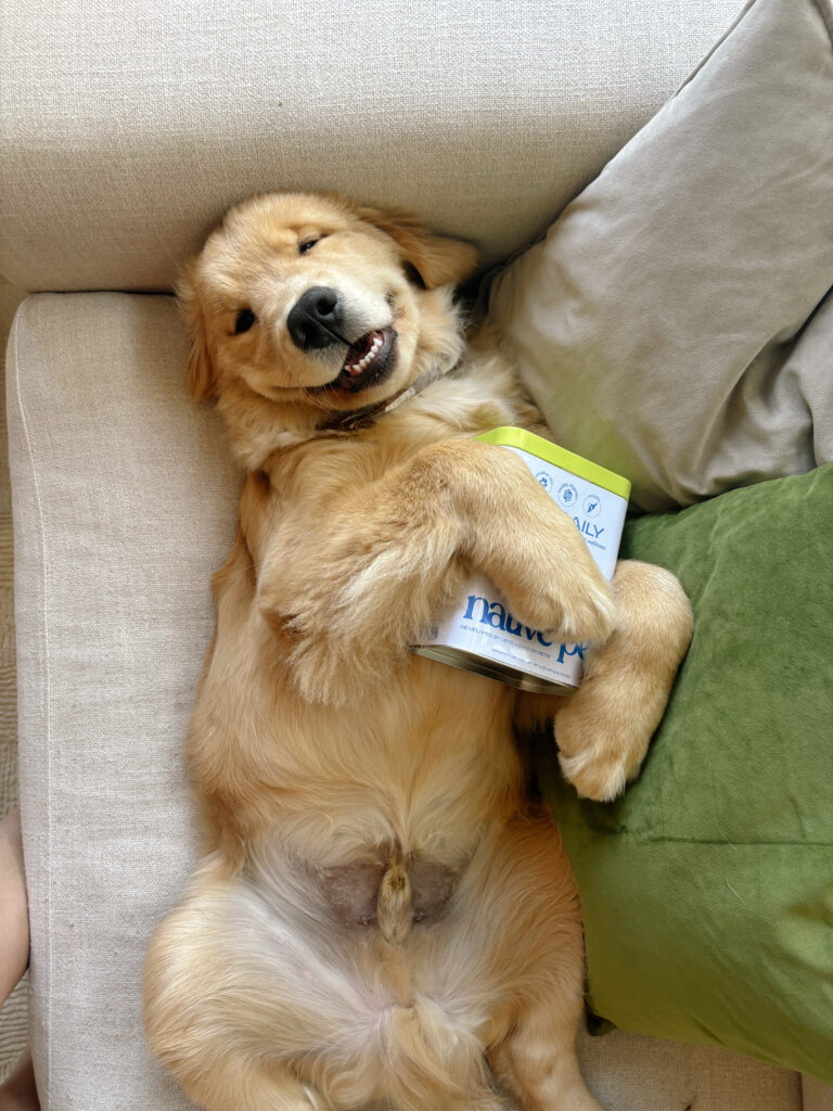 Golden retriever with shiny coat from Native Pet Omega Oil