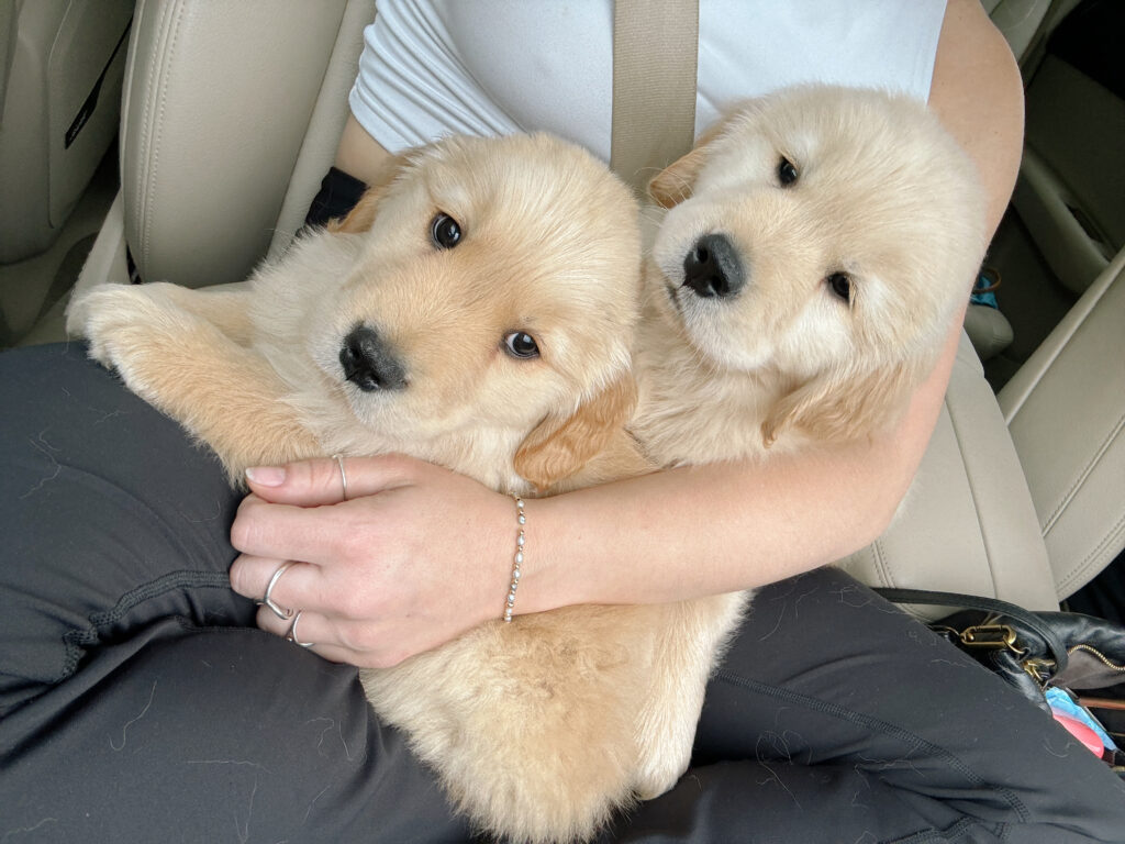 Golden retriever puppy sitting on passenger’s lap in the car while traveling.