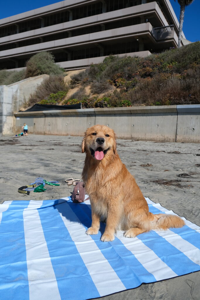 Dog sitting on Geometry towels beach blanket