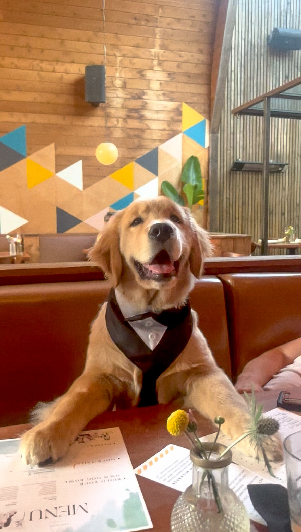 Bowie wearing a bow-tie bandana at a dog-friendly restaurant in San Diego