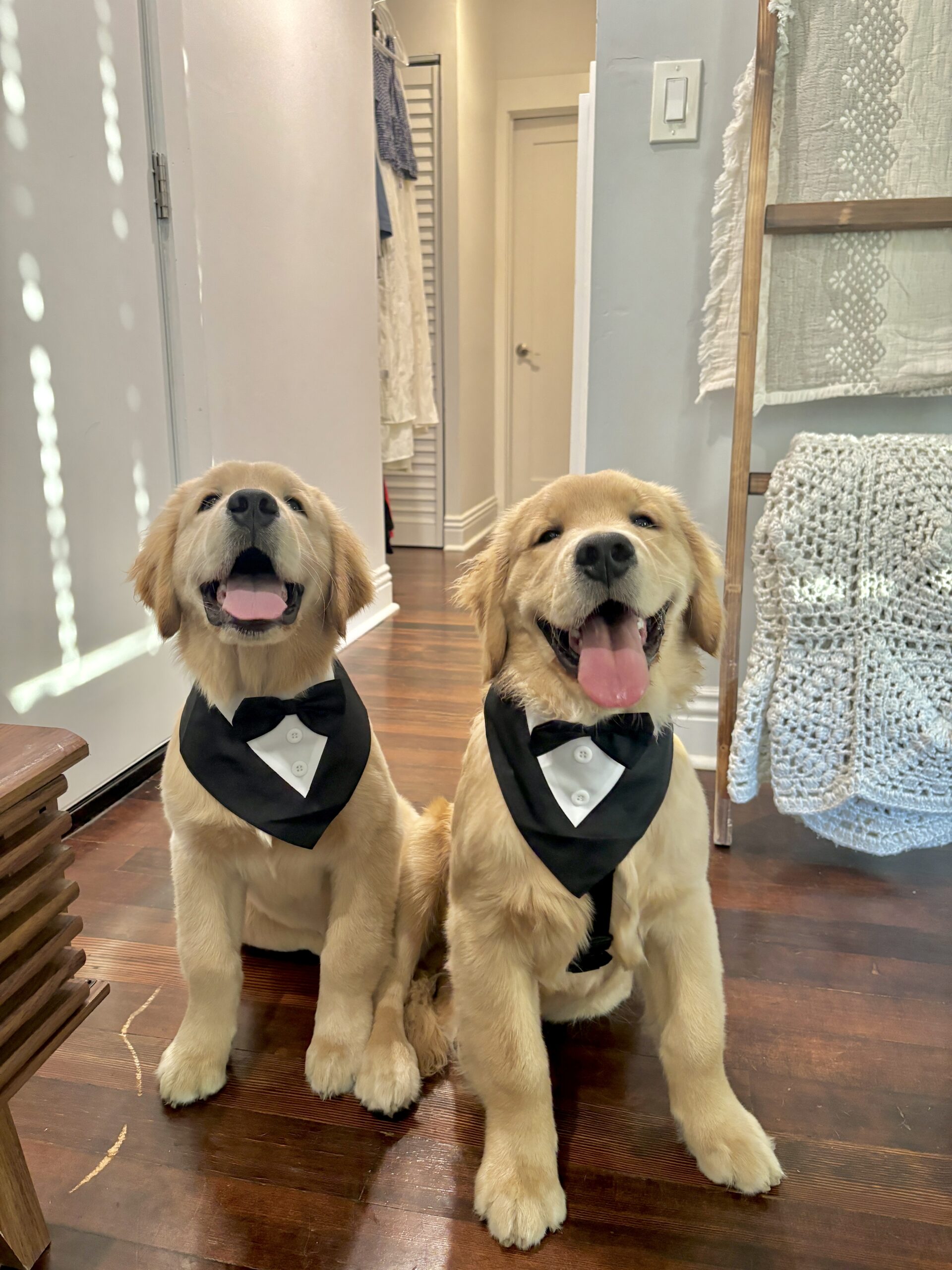 Bowie and Ollie enjoying dinner at one of the top dog-friendly restaurants in San Diego